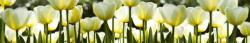  Falmatrica - Fehér Tulipánok - Konyha - 350x60cm (DMKI350-009)