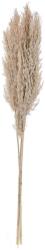 EGLO 428082 - Szárított virág GUIPOS 85 cm bézs 428082 (EG428082)