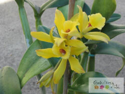  Vanília illatolaj 100ml