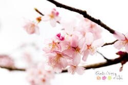  Cseresznyevirág parfüm illatolaj 10ml