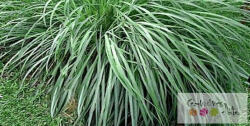  Citronella 100% illóolaj 100ml