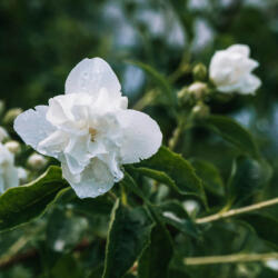  Jázmin illatolaj 100ml