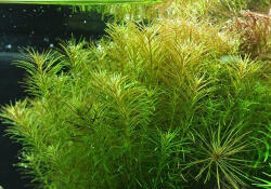 INVITAL Rotala boshi nanjenshan (Cserép Ø 5, 5 cm)