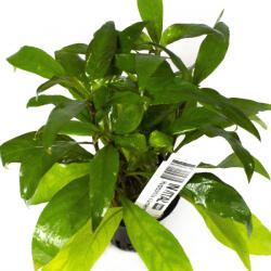 INVITAL Hygrophila siamensis (IN-VITRO pohár Ø 7 cm)