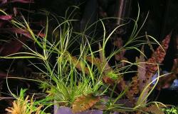 INVITAL Juncus repens (IN-VITRO pohár Ø 7 cm)