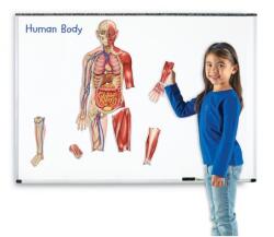 Learning Resources Corpul uman - set magnetic (LER6044) - ookee Jucarii de constructii magnetice