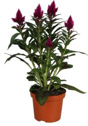 Ibh Tollas Celózia Cs: 12cm Celosia Argenta