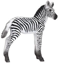 Mojo Zebra - M, Nőstény
