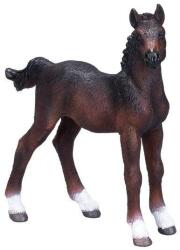 Mojo Hanoveri Csikó - M
