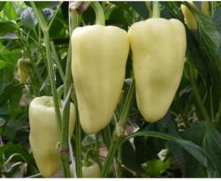 Duna-R Hétvezér F1 250 szem