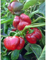 ZKI Bihar F1 - antomaragro - 35,00 RON