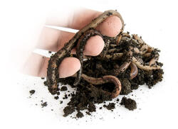 EnergoTeam Kanadai Giliszta Thermo Dobozban (e-99000003)