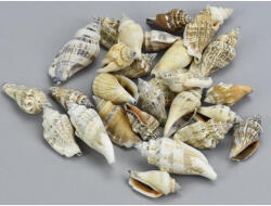  Vegyes csigák 4-6cm 10dkg/csomag