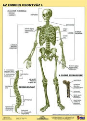 STIEFEL Tanulói munkalap, A4, STIEFEL "Az emberi csontváz (VTM20) - onlinepapirbolt