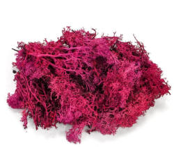  Izlandi zuzmó, moha bordó