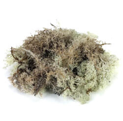  Izlandi zuzmó, moha szürke