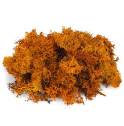  Izlandi zuzmó, moha narancs