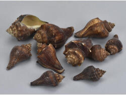  Barna csiga 4, 5-7cm 10dkg/csomag - csinaldmagadshop