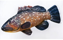 EnergoTeam Pillow The Dusky Grouper 100cm (e-74175457)