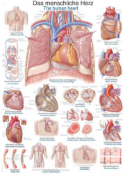  Emberi szív poszter
