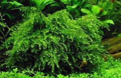 INVITAL Vesicularia ferriei (Weeping moss) (IN-VITRO pohár Ø 7 cm)