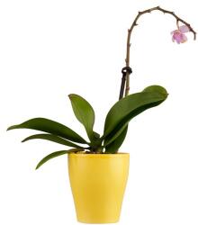  Lepkeorchidea kaspóban 6 cm