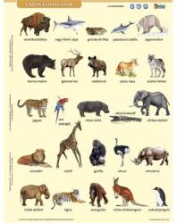 Stiefel Tanulói munkalap, A4, STIEFEL" Vadon élő állatok (27588) - mystock