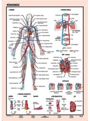 Stiefel Tanulói munkalap, A4, STIEFEL "Vérkeringés (275857) - mystock