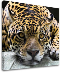  Falfestmény ÁLLATOK ZV031E12