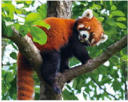  3D mágnes vörös panda 9*7cm