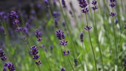 Ezüstlevelű levendula - Lavandula x intermedia 'Grappenhall' - Konténeres