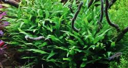 INVITAL Microsorum minor / Narrow (Cserép Ø 5, 5 cm)