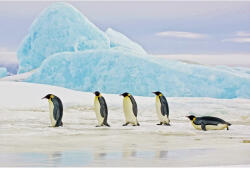 Signal Antarktiszi Pingvinek Edzett Üvegkép 120x80 (SIG-PENGUINS120)