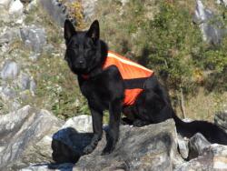 K9 Thorn Vestă reflectorizantă K9 Thorn, XL