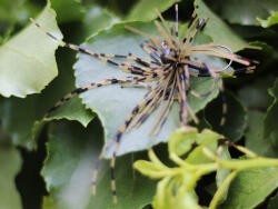 Rapture Fiz Jig C05 2, 5g #04 2db, speciális műcsali (188-27-205) - jadabo