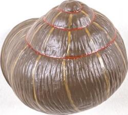 Seletti Cuier Snail Sleepy colorat (14632COL) Agatator cuier