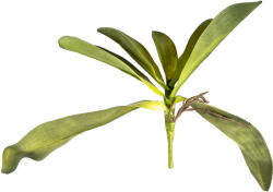 4-Home Mű orchidea levél gyökerekkel, 30 cm