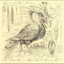 Sarah Belle Reid & Accidental Ornithology