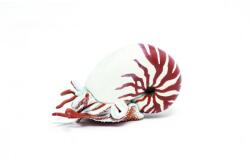 Papo Figurina Nautilus (Papo56061) - ookee Figurina