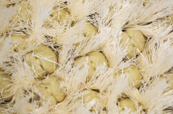 Bakero Shaggy Rasgula ecru Szőnyeg (160x230 cm)