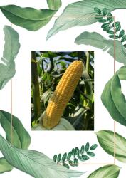  Turbine F1 - 5000 szem