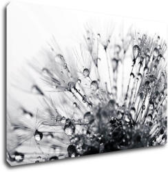 Impresi Tablou Flower with little drops of water - 90 x 60 cm