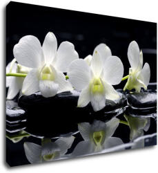 Impresi Tablou White orchids black background - 70 x 50 cm