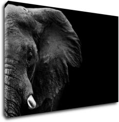 Impresi Tablou Elephant black background - 90 x 60 cm