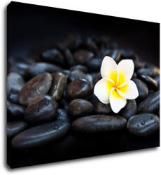 Impresi Tablou White blossom on black stones - 70 x 50 cm