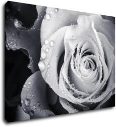 Impresi Tablou Black and white rose with drops of water - 70 x 50 cm