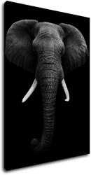 Impresi Tablou Elephant dark - 50 x 70 cm