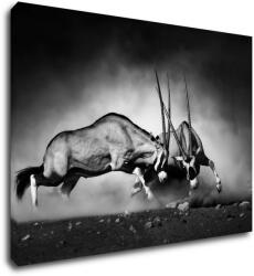 Impresi Tablou Antilopes black and white - 70 x 50 cm