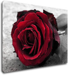 Impresi Tablou Red rose black and white background - 70 x 50 cm