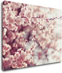 Impresi Tablou Light pink blossom on the tree - 90 x 70 cm